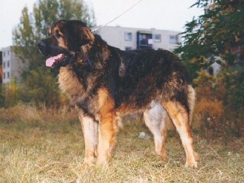Ördöghegyi-Sphinx Akila