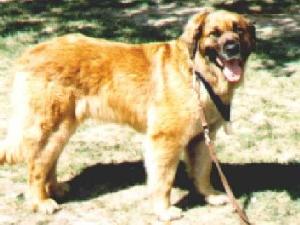 Chica v.d. Plejaden